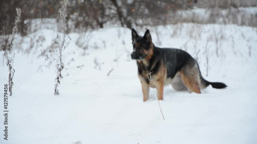 German Shepherd dog playing In A Snow. Cute funny dog catching snowballs. German Shepherd dog playing In A Snow. Cute funny dog catching snowballs.