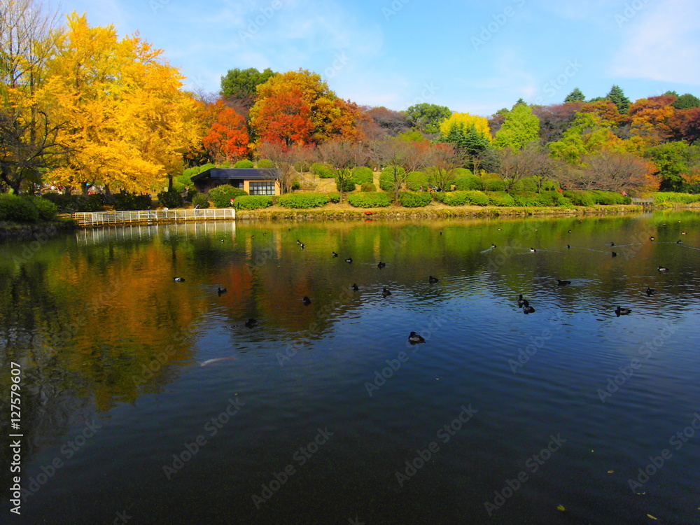 桜名所の秋景色/首都圏屈指の桜名所、三ッ池公園。歴史は古く江戸の飢饉を救ったため池の跡。春には桜、秋には紅葉が楽しめる。