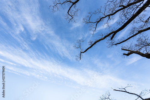 Branch blue sky