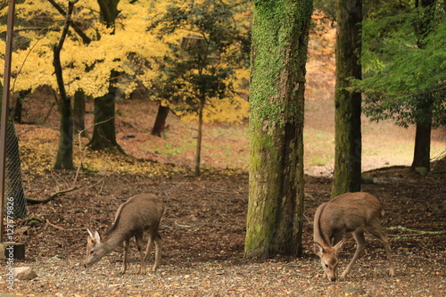 奈良公園 鹿と紅葉