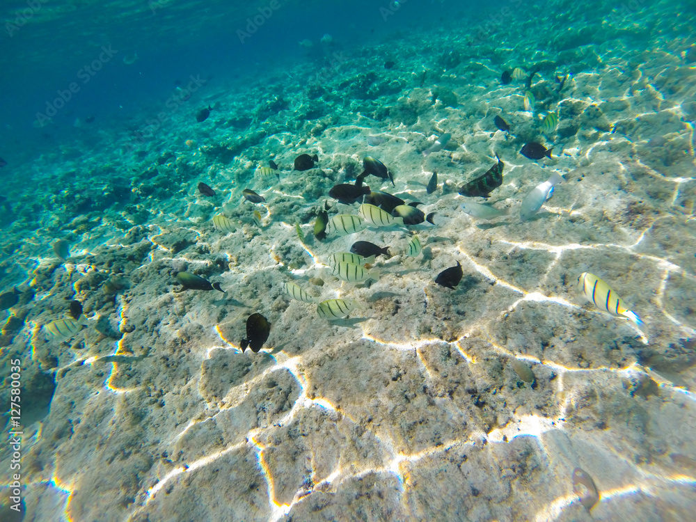 Underwater sunbeams through the water surface viewed from the seabed on a reef of the sea, natural scene