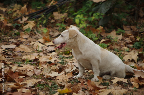 White dog