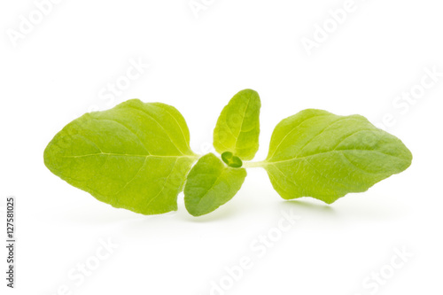 Branch of asian basil isolated on white background.