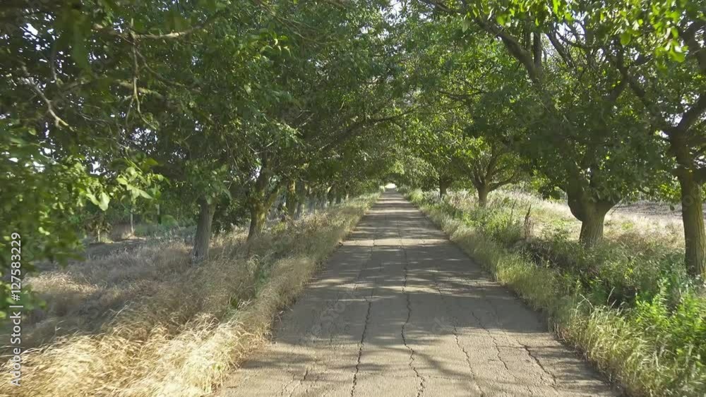driving on road between trees, 4k
driving on road between trees, 4k