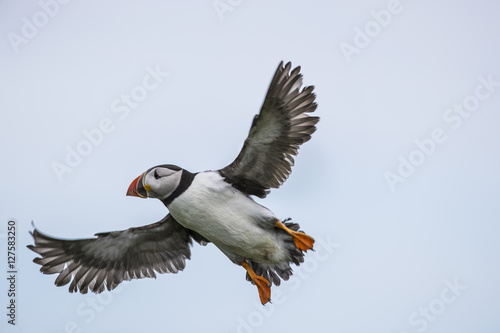 Puffin in flight
