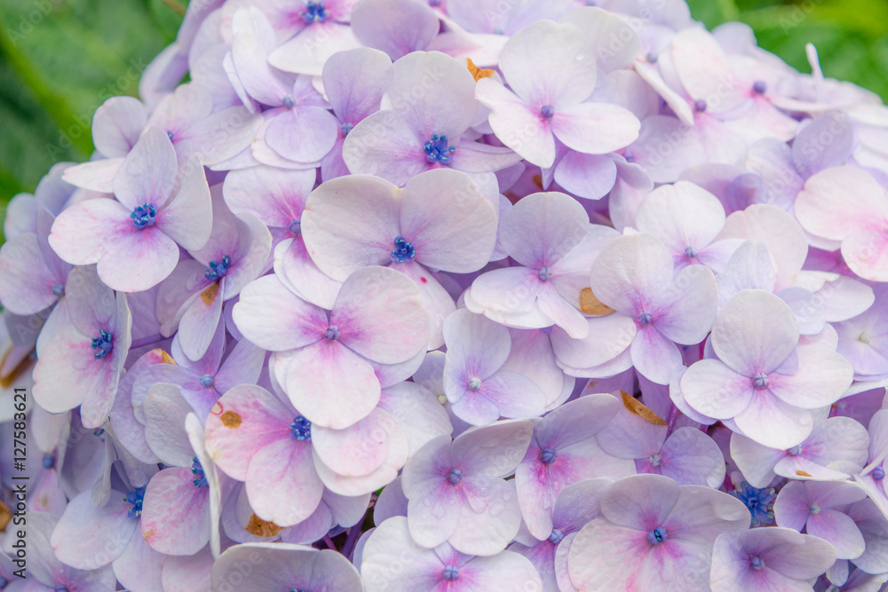 Pale purple hydrangea close up in a park of flowers at a garden flowerbed