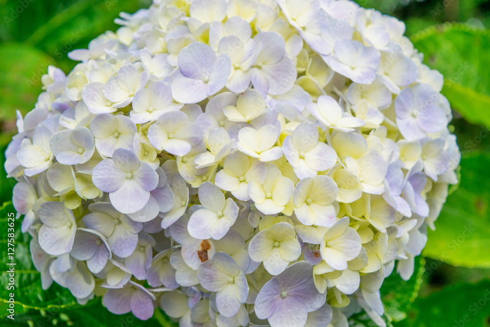 Pale yellow and blue hydrangea close up in a park of flowers at a garden flowerbed