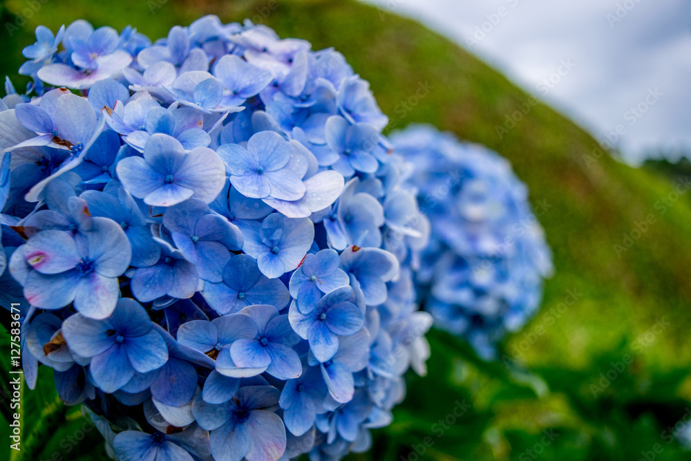 Blue hydrangea close up in a park of flowers at a garden flowerbed