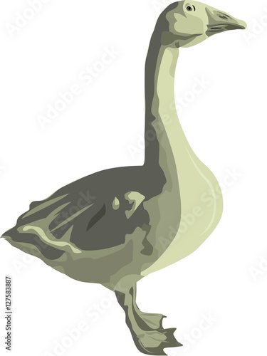 poultry the grey goose