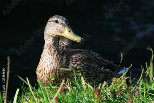 anatra uccello selvatico photo