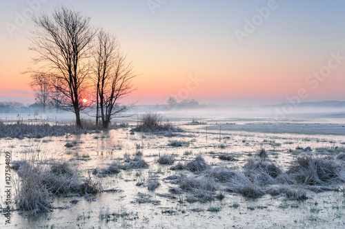 Frosty early morning over a misty and marshy meadow with frozen water and a lonely tree