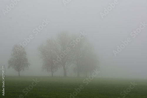 Bäume im Nebel
