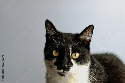 Tuxedo cat on a gray background