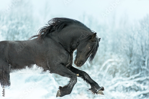Fototapeta Naklejka Na Ścianę i Meble -  Black stallion in winter.