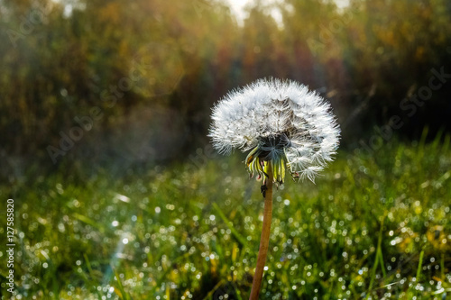 Ripe dandelion with seeds in meadow