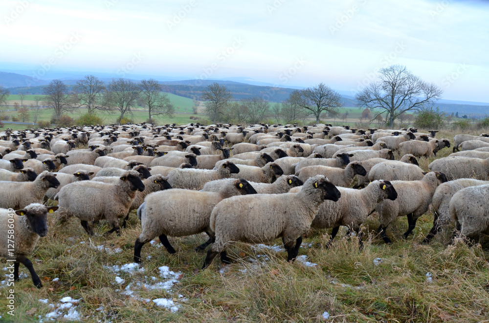 Obraz premium Rhönschafe