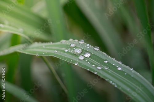 water drops on leaf in nature after the rain