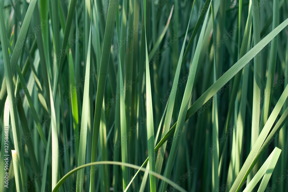 Naklejka premium The cattail , leaf backgrounds