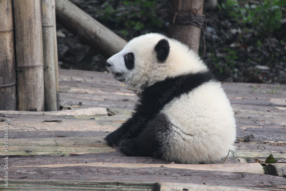 Fototapeta premium Baby Panda on the Playground