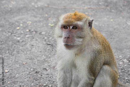 monkey nature in Thailand Closeup