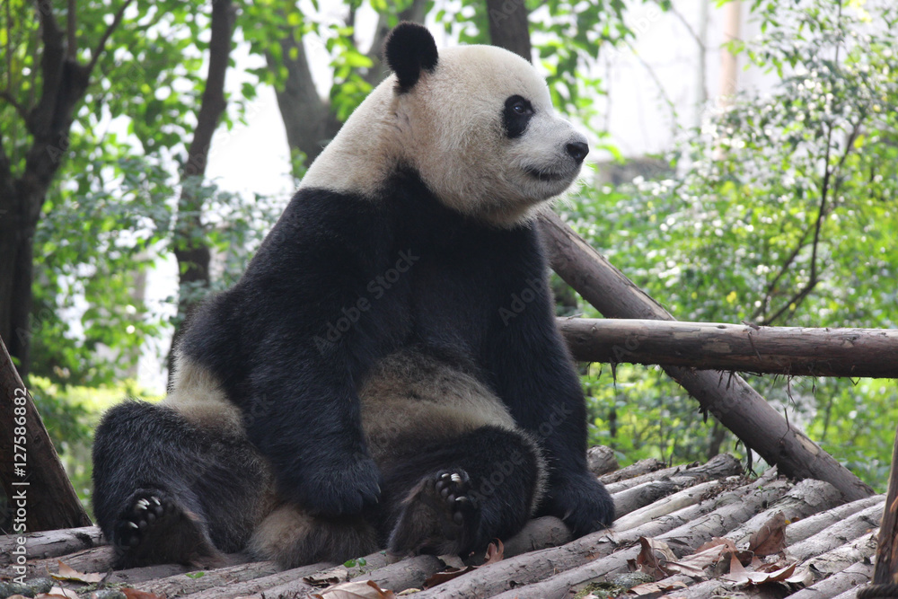 Obraz premium Panda