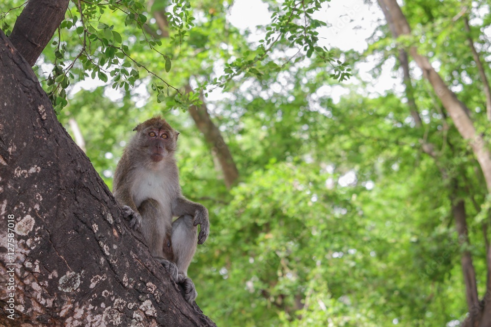 Naklejka premium monkey on tree selective focus in nature