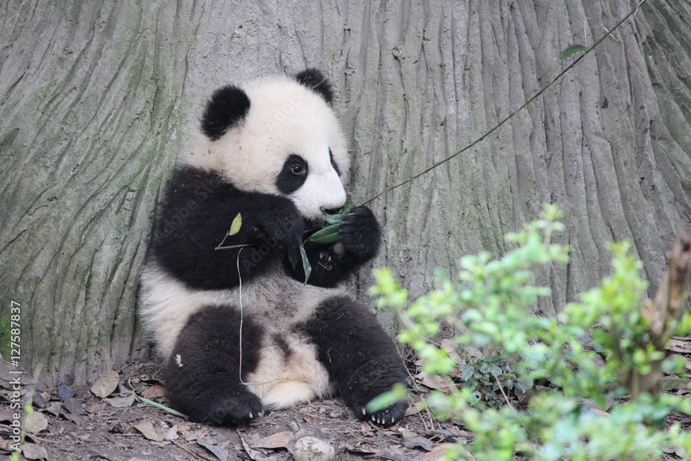 Baby Panda Baby Panda