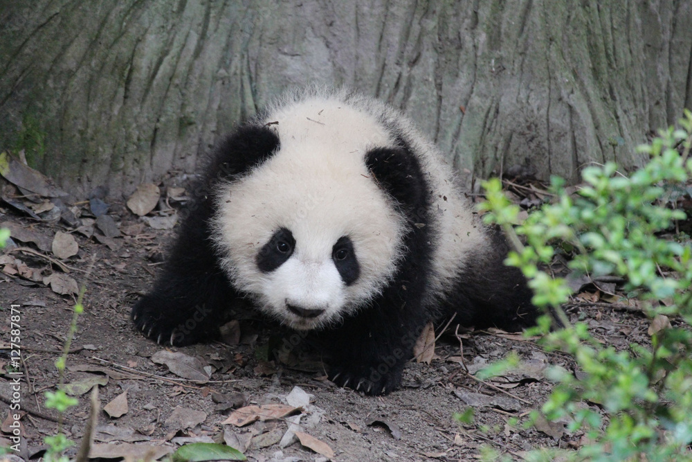 Obraz premium Baby Panda