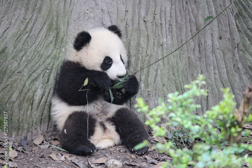 Fototapeta Naklejka Na Ścianę i Meble -  Baby Panda