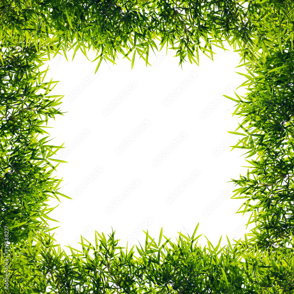 Isolate Frame bamboo leaves. Isolate Frame bamboo leaves.