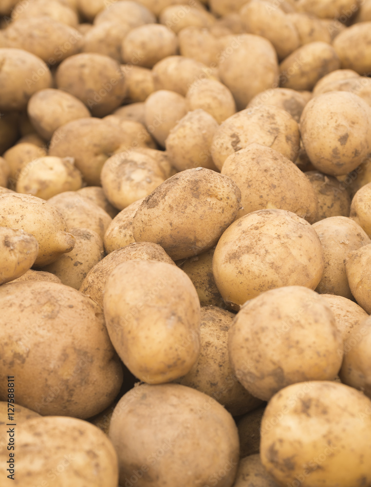 Potatoes. Fresh potatoes. Potatoes in the market. Yellow potatoes. Potatoes background. Vegetable Potatoes. (Selective background) Potatoes. Fresh potatoes. Potatoes in the market. Yellow potatoes. Potatoes background. Vegetable Potatoes. (Selective background)