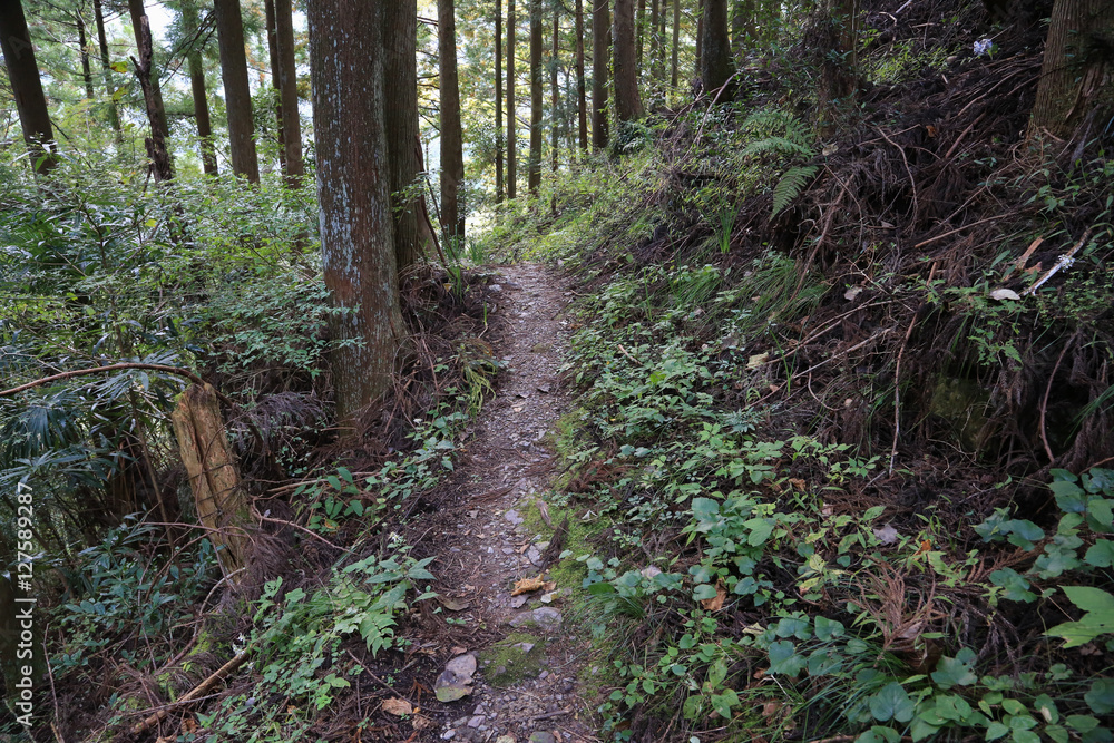 Obraz premium 愛媛県 八釜渓谷 遊歩道