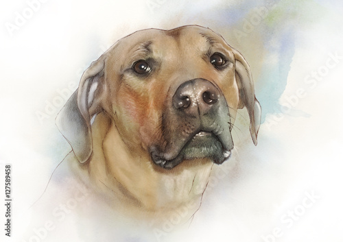 Illustration of the Rhodesian Ridgeback. African lion dog, hound. Watercolor Animal collection: Dogs. Watercolor Dog Pug Portrait - Hand Painted Illustration of Pet. Good for banner, print T-shirt. photo