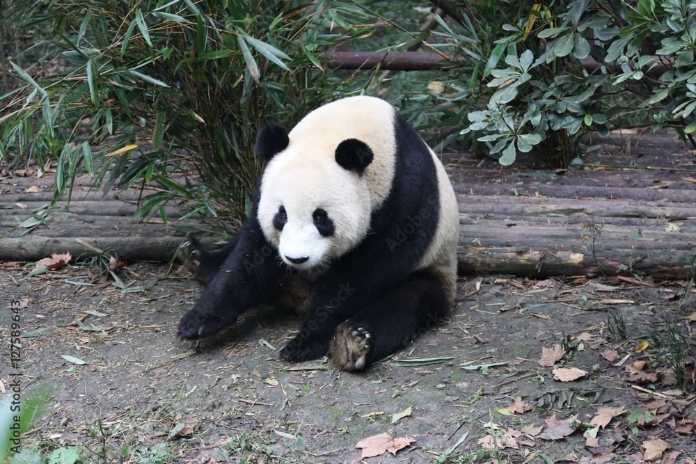 Obraz premium Panda