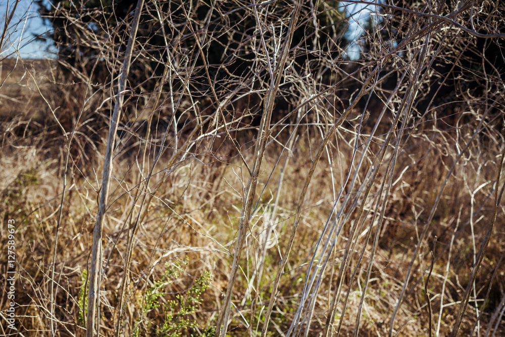 Fototapeta premium Dry autumn straw background