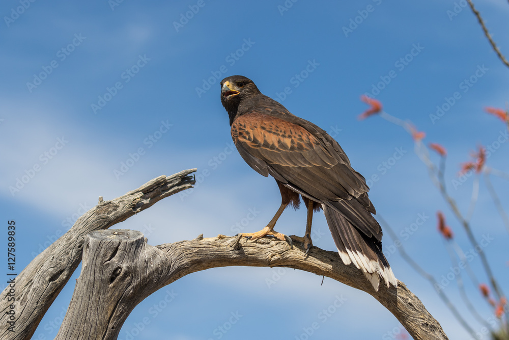 Harris Hawk
