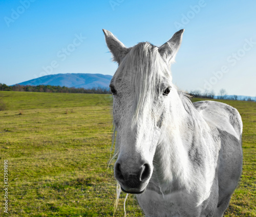 beautiful white horse grazing in a meadow