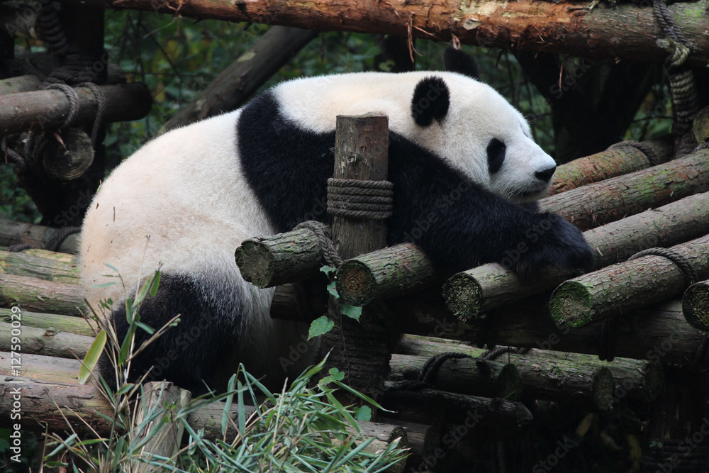 Panda Panda