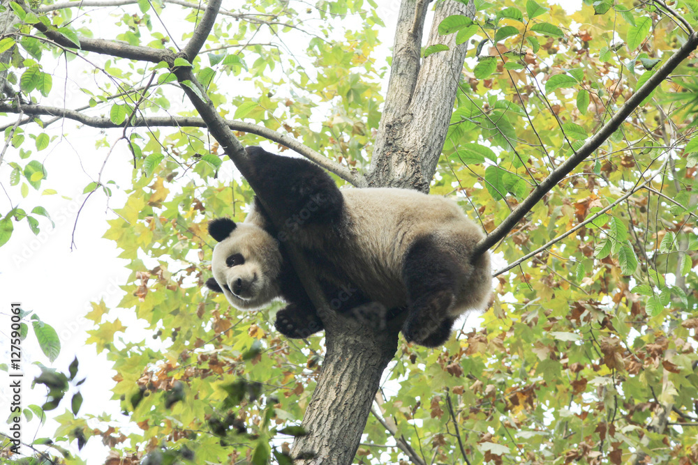 Obraz premium Baby Panda on the Tree