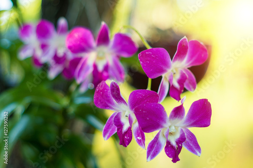 beautiful purple dendrobium orchid flowers