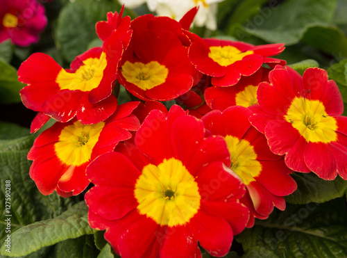 Potted red primrose