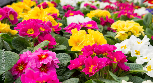 Colored primula culture