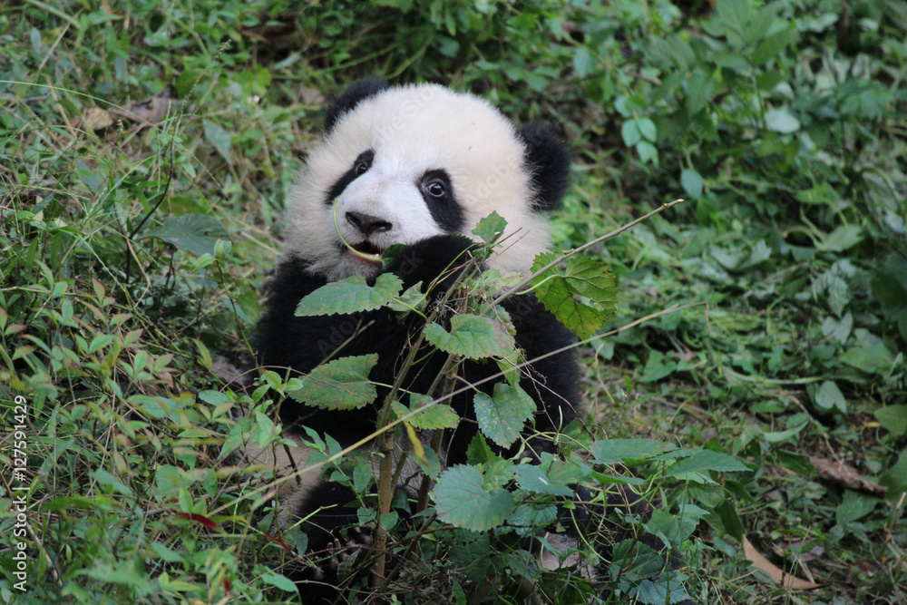 Obraz premium Baby Panda on the Yard