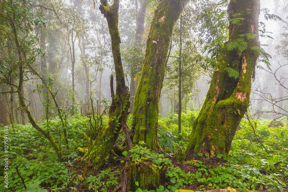 Old trees and other vegetation in a rain forest of northern Thai Old trees and other vegetation in a rain forest of northern Thai