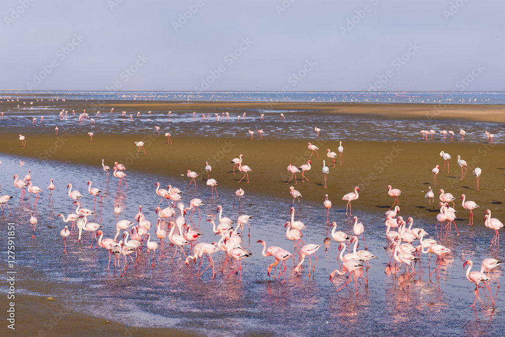 Obraz premium Group of pink flamingos on the sea at Walvis Bay, the atlantic coast of Namibia, Africa.