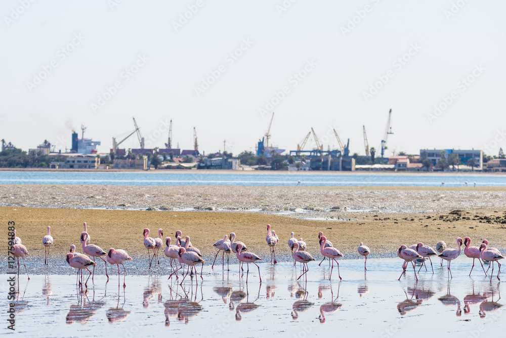 Obraz premium Group of pink flamingos on the sea at Walvis Bay, the atlantic coast of Namibia, Africa. Harbor in the background.