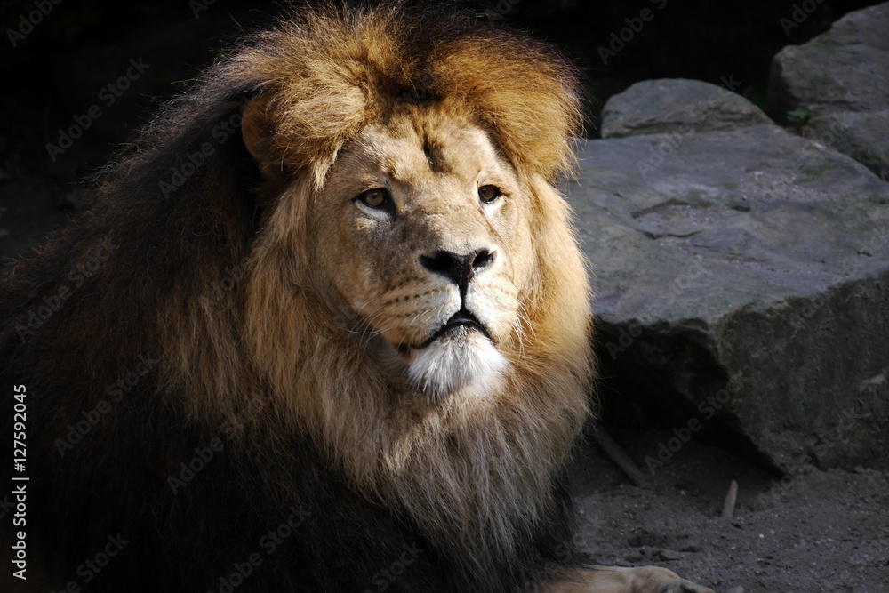 Lion looking