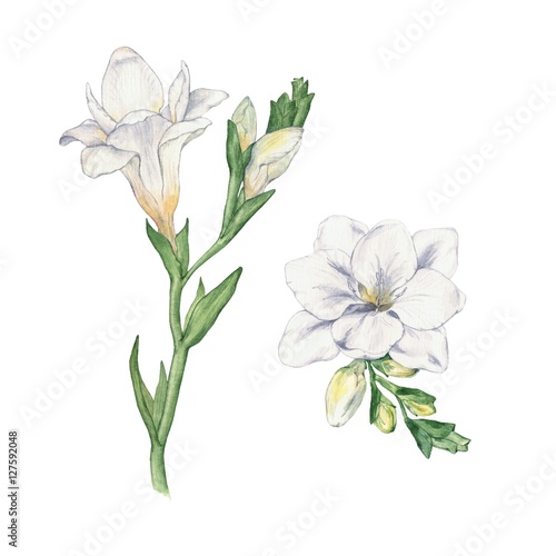 Set Freesia. Flowers. Watercolor handmade drawing. © shilovka