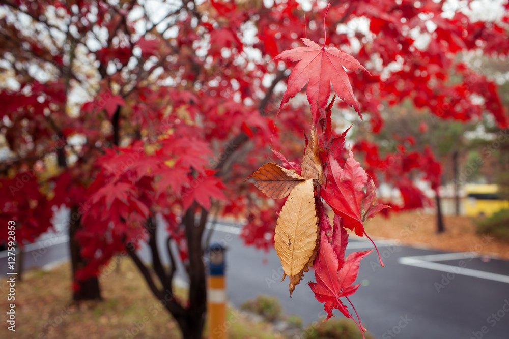 fallen maple leaves on grass field in korean fall