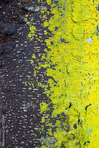 yellow moss on dark tree in outdoor photo